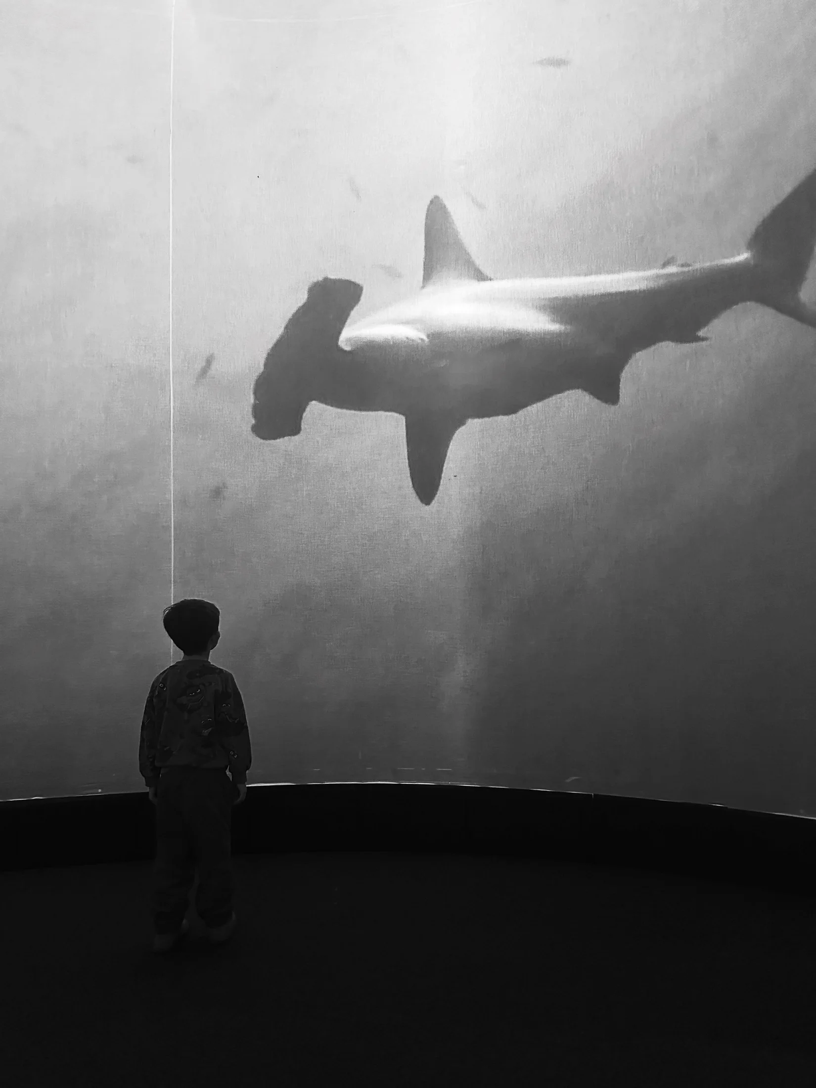 Tiburones